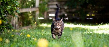 Tabby-Katze läuft durch einen blühenden Garten mit grünem Gras und gelben Blumen an einem sonnigen Tag