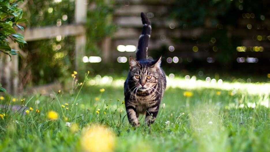 Katzen aus dem Garten vertreiben, Einfache Tipps