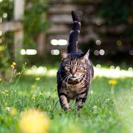 Katzenkot im Garten  Was tun? | FRESSNAPF