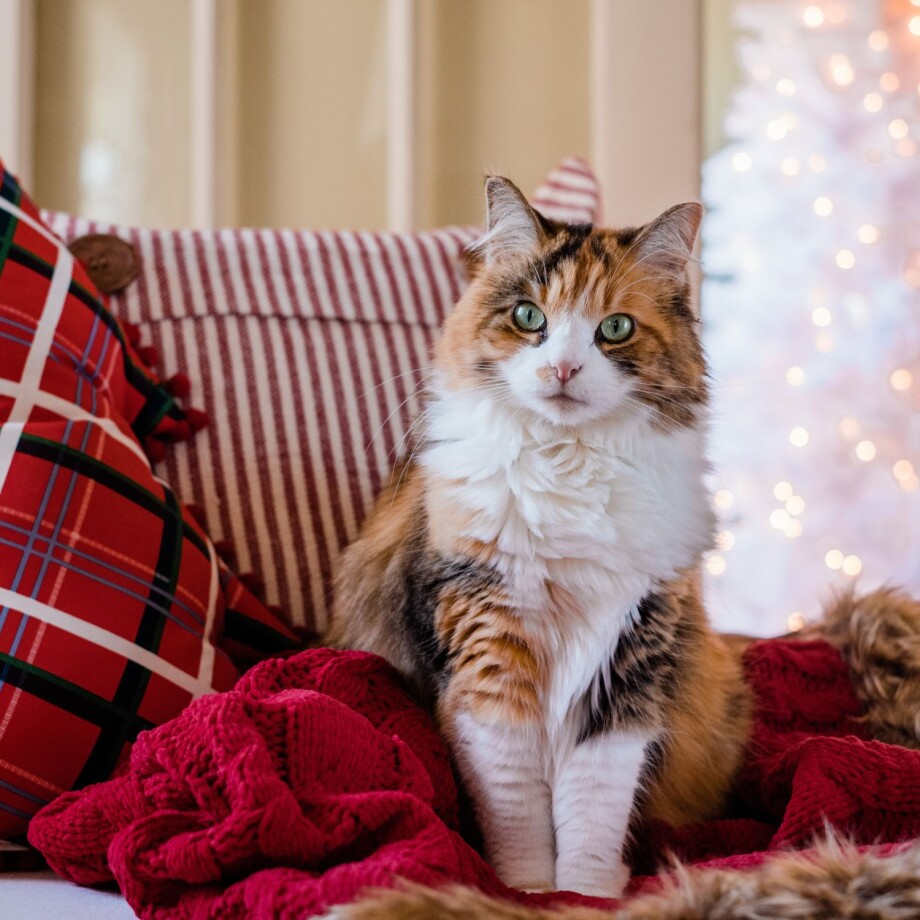 Adventszeit mit Katze