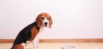 Verdrietige Beagle-hond zit naast lege voerbak op lichte houten vloer voor witte muur