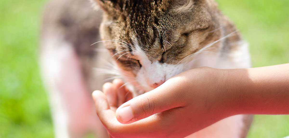 Chat léchant une main