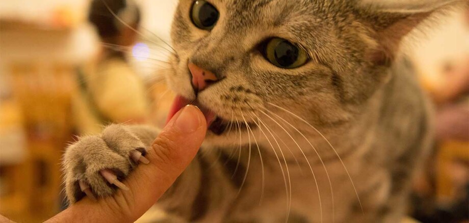 Cat licking a finger