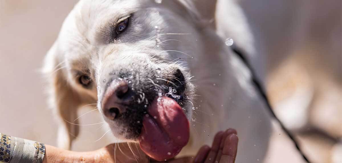 chien lèche une main