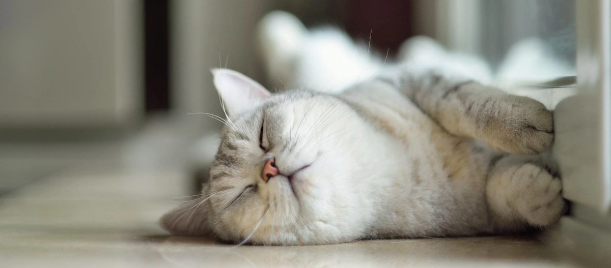 Schlafende grau gestreifte Katze, entspannt auf glattem Boden liegend