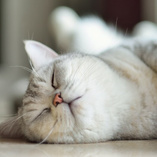 katze befriedigen wattestäbchen Rollige Katze beruhigen: 6 Tipps | FRESSNAPF