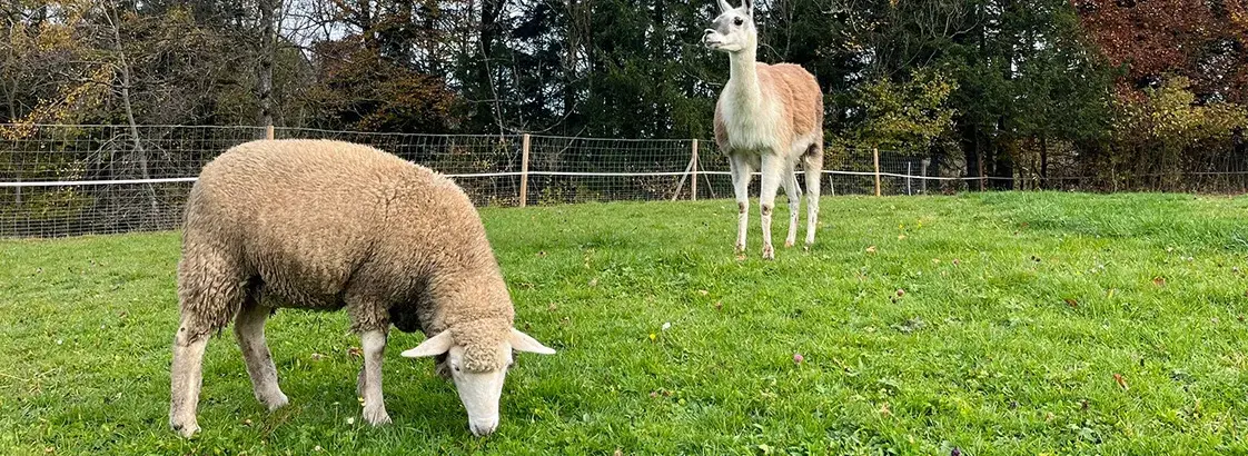 Schaf und Lama grasen gemeinsam auf einer grünen Wiese im Herbst mit Bäumen und Zaun im Hintergrund