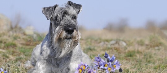 Schnauzer-Hund liegt auf der Wiese neben lila Frühlingsblumen bei klarem Himmel