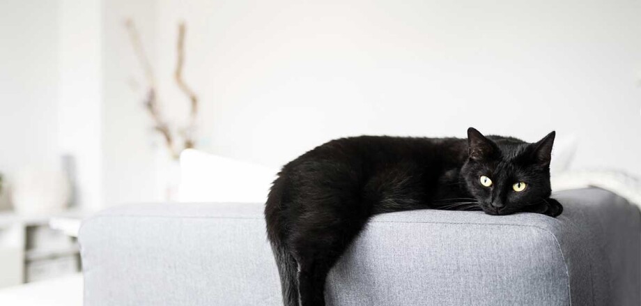 Black cat lying on a sofa