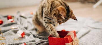 Neugierige getigerte Katze erkundet rotes Geschenk mit goldenem Band auf grauer Decke, weihnachtliche Dekoration im Hintergrund