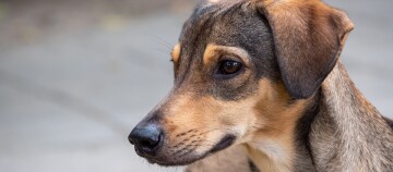 Nahaufnahme eines jungen braun-schwarzen Hundes mit aufmerksamem Blick und kurzem Fell
