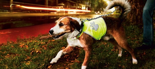 Ein mittelgroßer Hund mit braun-weißem Fell trägt eine leuchtend gelbe reflektierende Weste mit Pfotenabdruck und hält einen Stock im Maul, während er nachts auf Gras läuft.