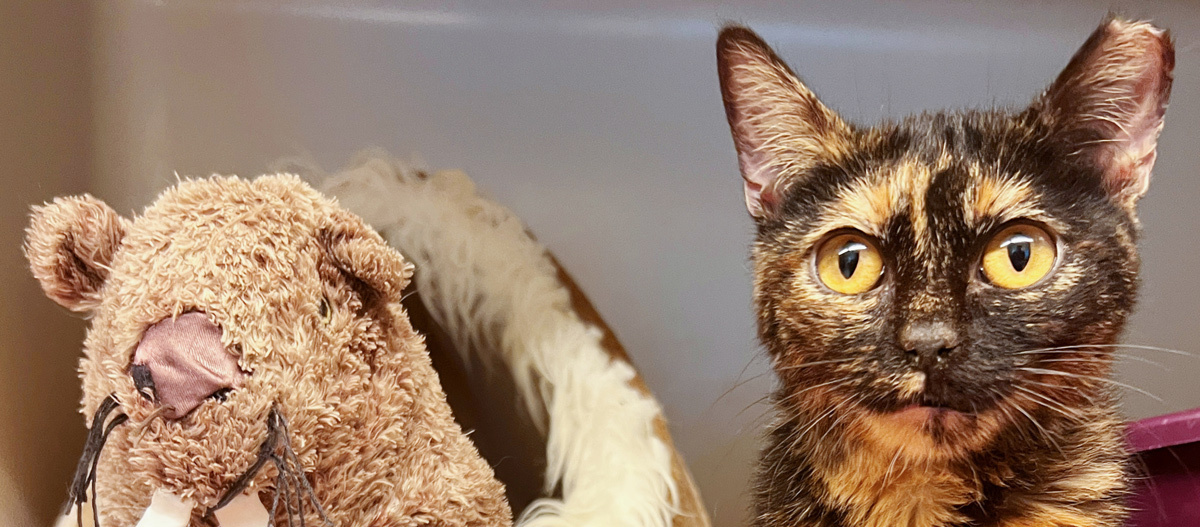 Glückskatze Nahaufnahme einer Schildpattkatze mit gelben Augen neben einem abgenutzten Kuscheltier-Biber