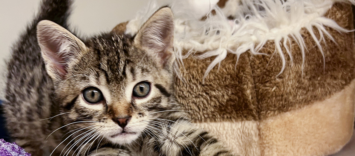 Glückskatze Niedliches getigertes Kätzchen mit grünen Augen liegt neben einem gemütlichen braunen Katzenbett mit weißem, flauschigem Rand.