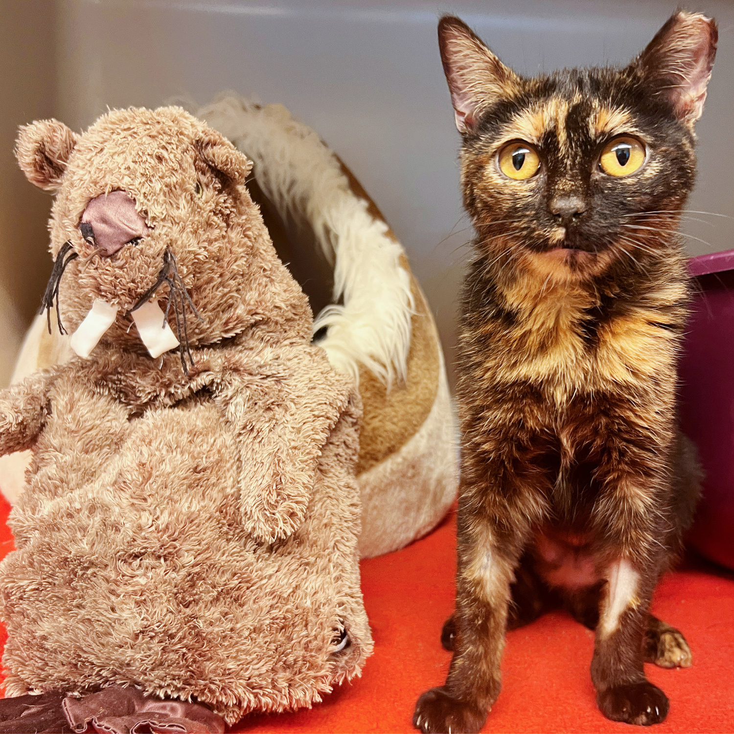 Glückskatze Nahaufnahme einer Schildpattkatze mit gelben Augen neben einem braunen Biber-Plüschtier auf rotem Untergrund, mit einem weichen Katzenbett im Hintergrund.