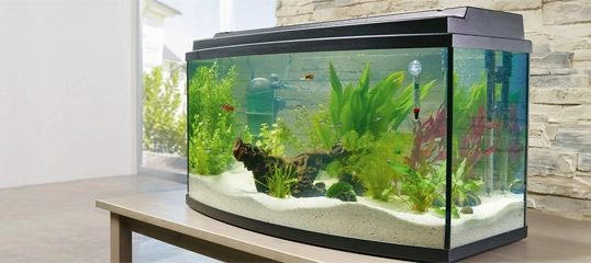 Moderner, gebogener Glas-Aquarium mit grünen Wasserpflanzen, bunten Fischen und weißem Sand auf einem Holztisch in einem hellen, zeitgenössischen Raum.