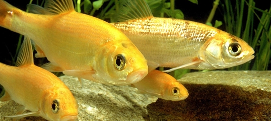 Zbliżenie na złociste ryby pływające w naturalnym słodkowodnym środowisku z roślinami i kamieniami