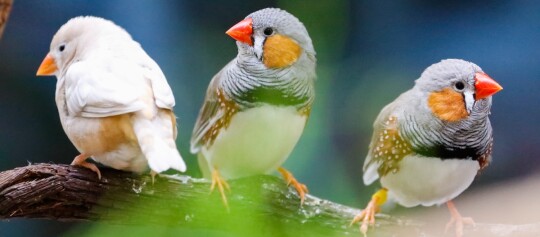 Drei Zebrafinken auf einem Ast, zwei mit orangefarbenen Wangen und ein weißer Zebrafink, Nahaufnahme von exotischen Vögeln