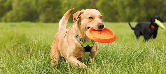 Deux chiens jouent dans l'herbe verte, un chien marron clair tient un frisbee orange dans la bouche, un chien noir tient un frisbee vert.