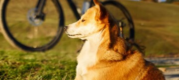 Chien au pelage marron et blanc allongé sur l'herbe verte à côté d'un vélo dans un parc sous la lumière du soleil