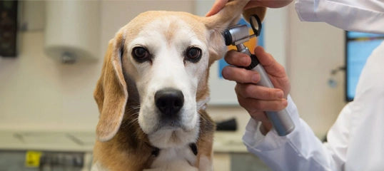 Vétérinaire examinant l'oreille d'un chien Beagle avec un otoscope dans une clinique vétérinaire