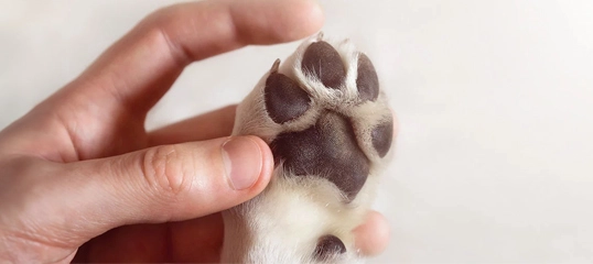 Gros plan d'une main humaine tenant doucement la patte d'un chien avec des coussinets visibles