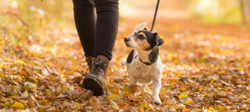 Person geht mit kleinem Hund an der Leine durch herbstlichen Wald mit buntem Laub