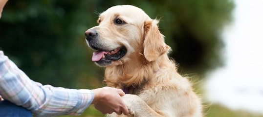 Frau hält die Pfote eines glücklichen Golden Retrievers im Park, freundschaftliche Interaktion zwischen Mensch und Hund