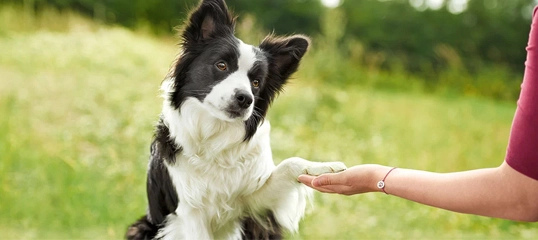 Chien Border Collie donnant la patte à une personne dans un parc, confiance et entraînement en plein air