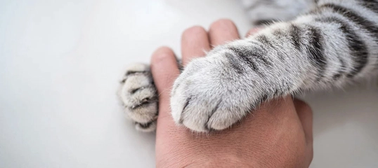 Close-up of a human hand gently holding the paw of a gray tabby cat – symbolizing trust and connection between human and pet