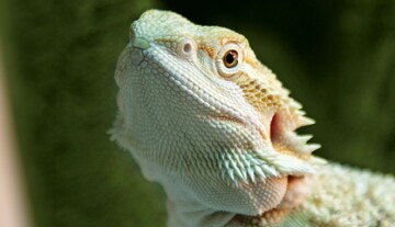 Gros plan d'un dragon barbu avec des écailles détaillées et une gorge épineuse sur fond vert