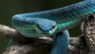 Gros plan d'un serpent bleu et vert vif enroulé sur une branche d'arbre, avec des écailles détaillées et un regard intense.