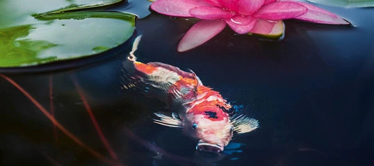 Kolorowy karp koi pływający w ciemnym stawie obok różowej lilii wodnej i zielonych liści lilii wodnej