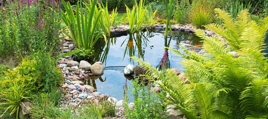 Alles rund um den Teich im Garten Magazin FRESSNAPF