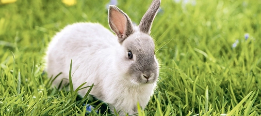 Kleiner grauweißer Kaninchen sitzt auf grünem Gras im Freien, niedliches Haustier in natürlicher Umgebung