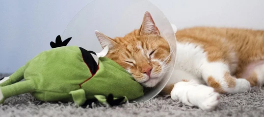 Orange and white cat wearing protective cone sleeping next to green frog plush toy on gray carpet