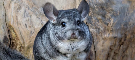 Zbliżenie na szynszylę o miękkim, szarym futrze na tle drewna