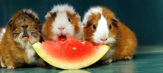 Trzy urocze świnki morskie jedzą razem duży kawałek soczystego arbuza