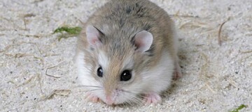 Kleiner niedlicher Hamster mit braun-weißem Fell sitzt auf sandigem Boden