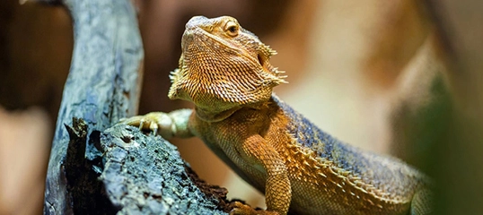 Gros plan d'un dragon barbu sur une branche avec une peau texturée et des couleurs vives