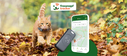 Orangefarbene Katze mit GPS-Tracker im Wald, Smartphone zeigt Fressnapf Tracker App zur Tierortung