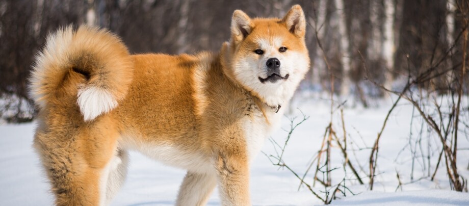 Ein Akita Inu steht im Schnee