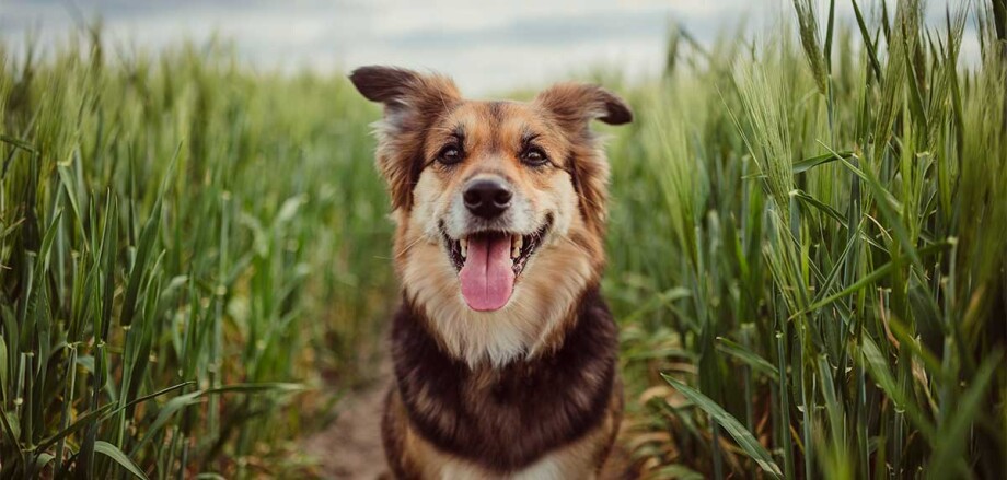 Hond staat in een veld en kijkt naar de camera