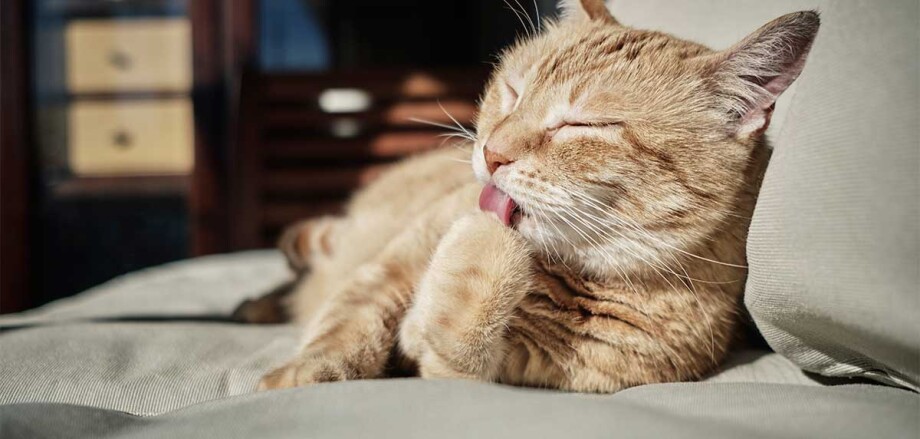 A cat licking itself