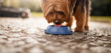 Petit Yorkshire Terrier buvant de l'eau dans un bol bleu sur un sol pavé en extérieur