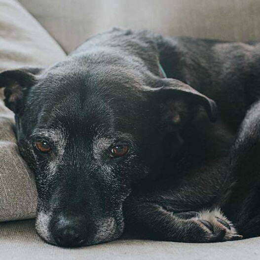 Chien qui vomit : est-ce une urgence | Maxi Zoo | MAXI ZOO