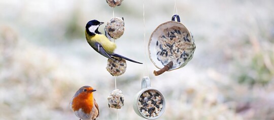 Zwei kleine Vögel, eine Kohlmeise und ein Rotkehlchen, fressen an selbstgemachten Vogelfutterspendern aus Samen und Fett, aufgehängt an Schnüren mit Teetassen und Samenbällen.