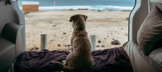Hund sitzt im Camper Van und blickt auf den Strand und das Meer, entspannte Campingreise am Meer