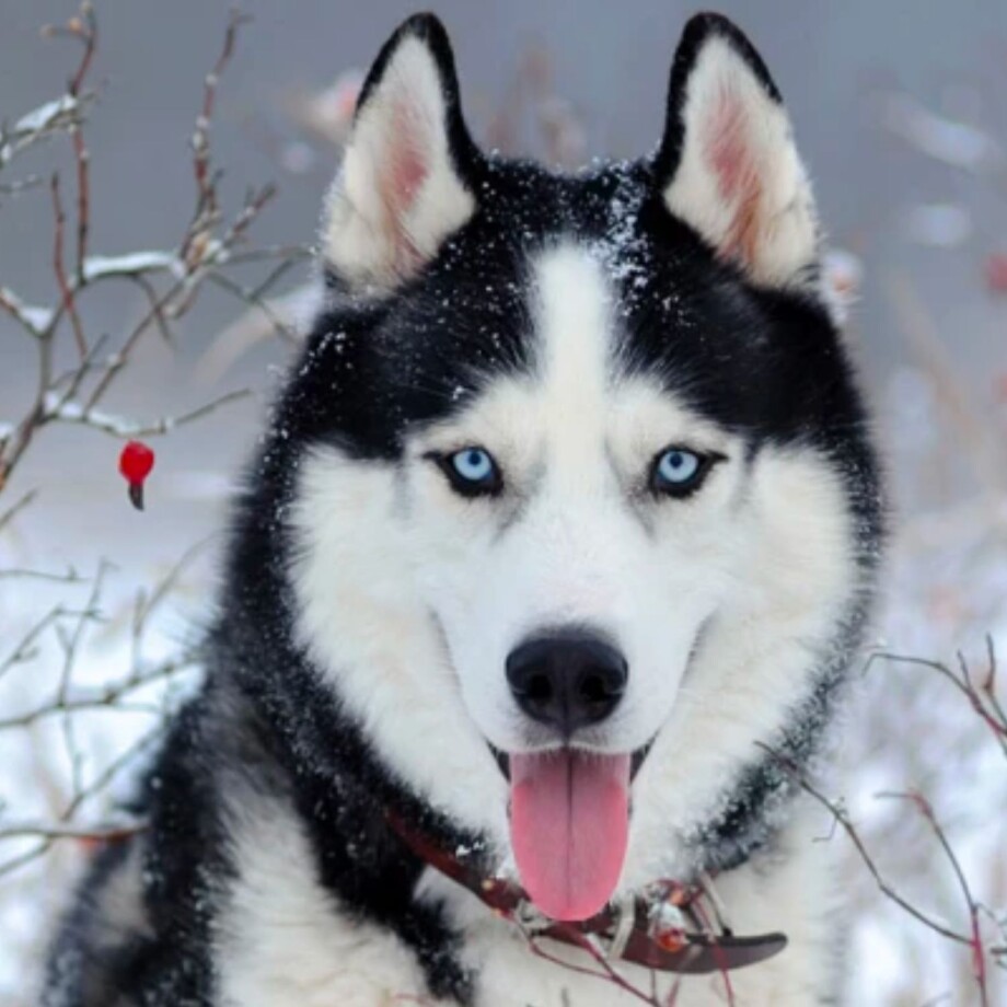 Seniorhund im Winter