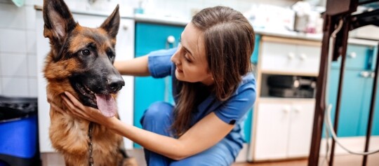Tierärztin in blauer Schutzkleidung tröstet und untersucht einen Deutschen Schäferhund in einer modernen Tierklinik.